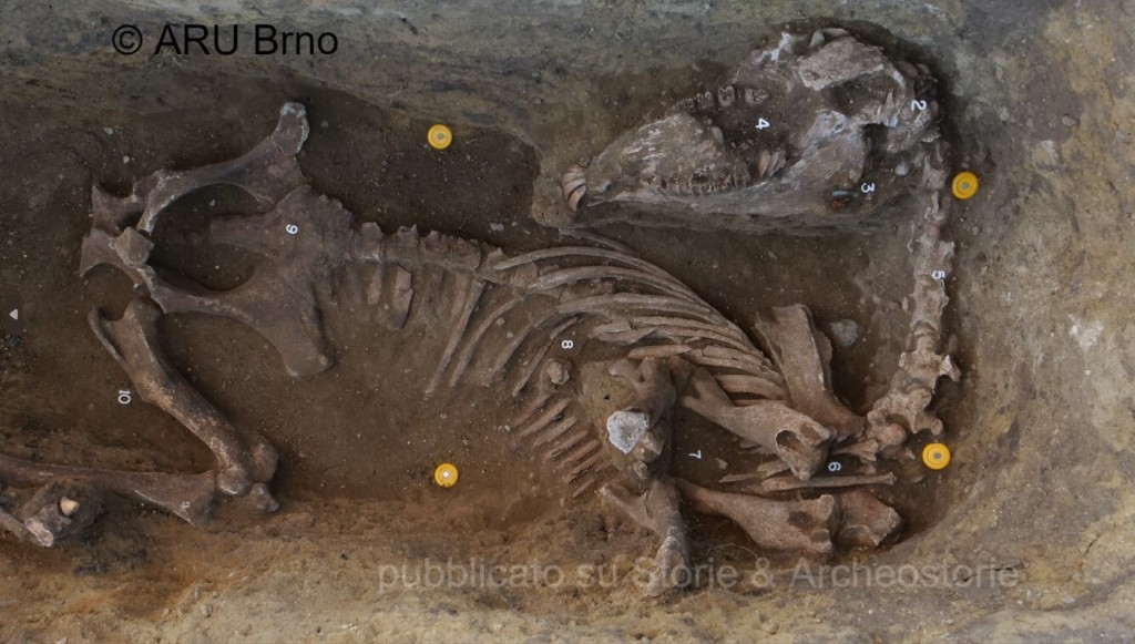 ARCHEOSCOPERTE / I Longobardi in Moravia: scavate tombe di  guerrieri di alto rango. Nelle sepolture due monete ostrogote, cani e cavalli e una  rara “camera lignea” [FOTO / VIDEO]